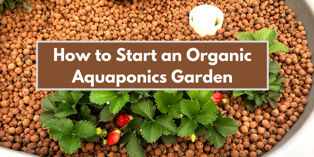 How to Start an Organic Aquaponics Garden