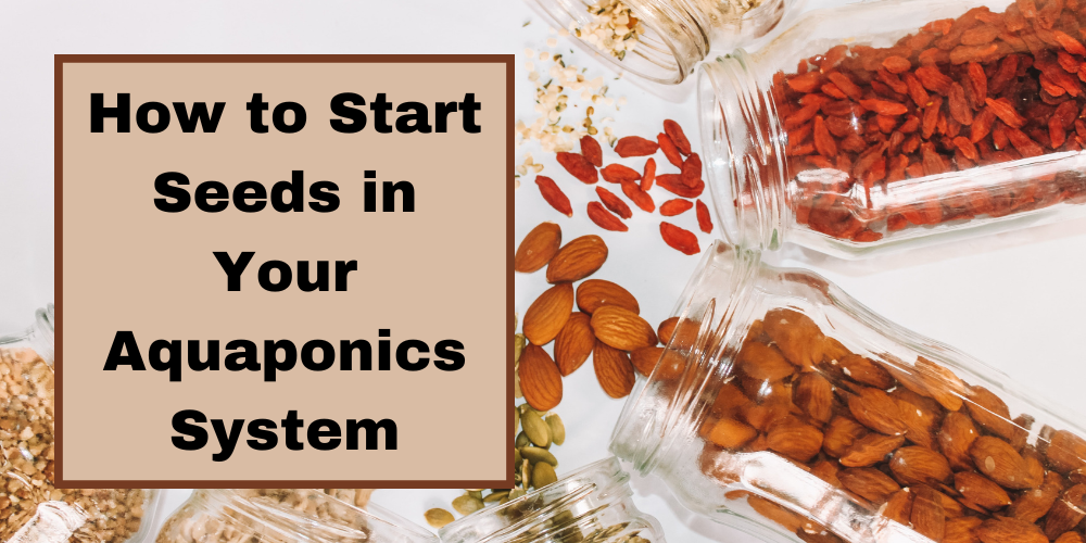 How To Start Planting In Aquaponics