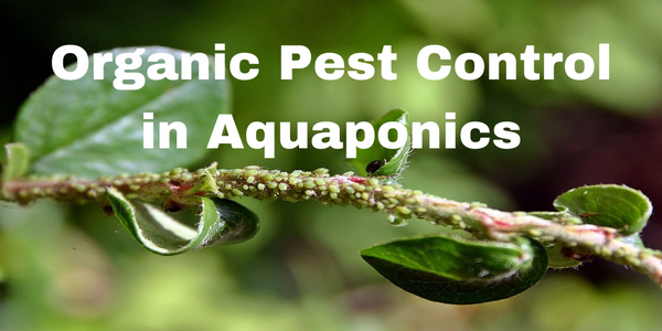 Next in our educational series about natural pest control ingredients