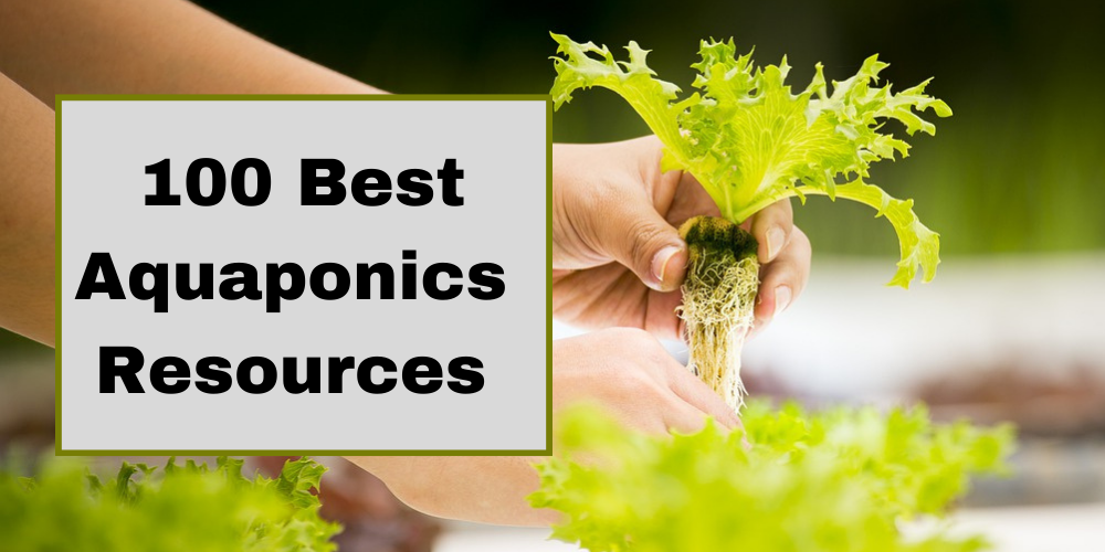 Lettuce in Raft System of Aquaponics