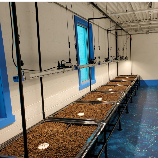 A room full of rows of plants in a greenhouse, carefully nurtured in TAS Locked-in Media Guard ensuring proper drainage.