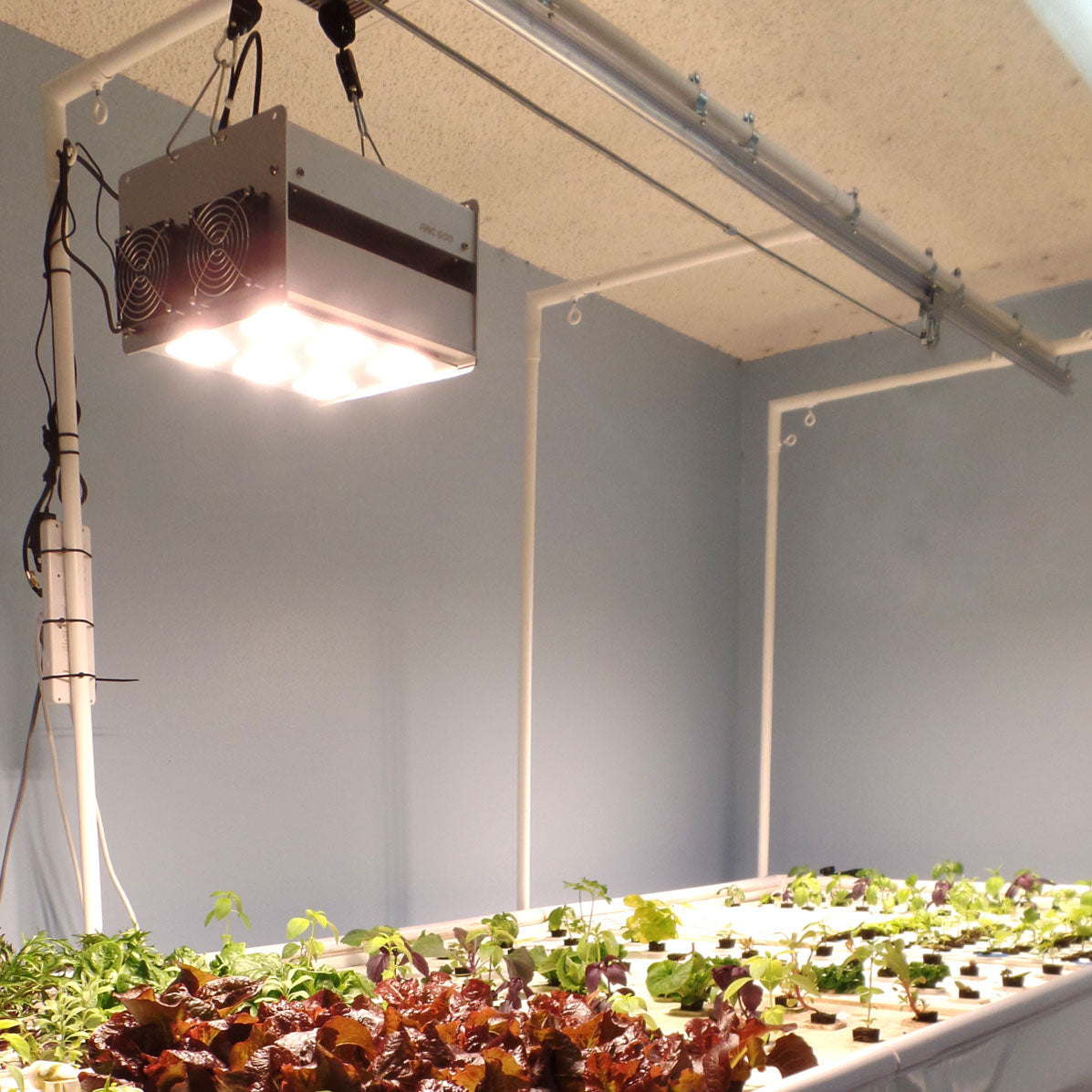 A grow room with a lot of vegetables on it, equipped with the LightRail 4.0 light moving system and TAS LED Performance Lighting Package for optimized LED performance lighting.