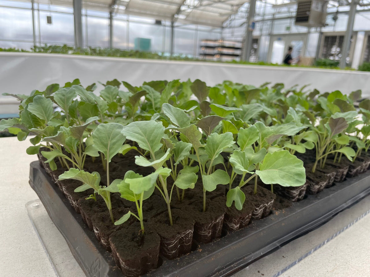 A tray of young seedlings flourishes in a greenhouse environment, ready to be tended with the TAS Plug Tray Popper.