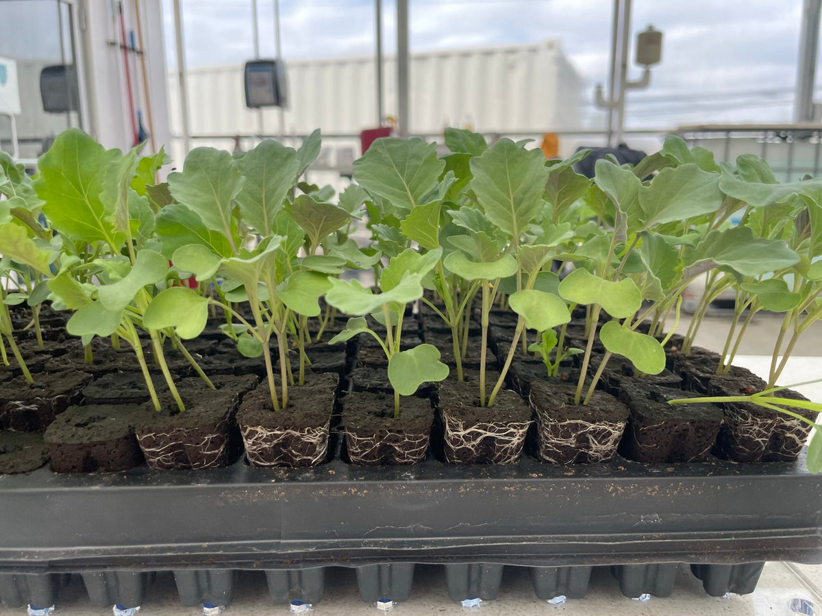 A Plug Tray Popper by TAS, filled with young seedlings featuring vibrant green leaves, each thriving in individual soil plugs, is situated in a greenhouse setting.