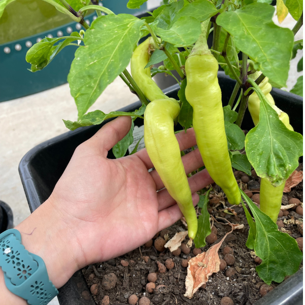 A person's hand is holding a yellow pepper in a TAS AutoPot Bucket 1XL Module, 6.6 Gallon pot.