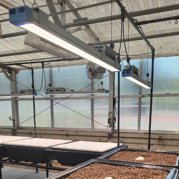An indoor grow setting filled with many plants, illuminated by a TAS Thrive Agritech 300W Apex Light Bar.