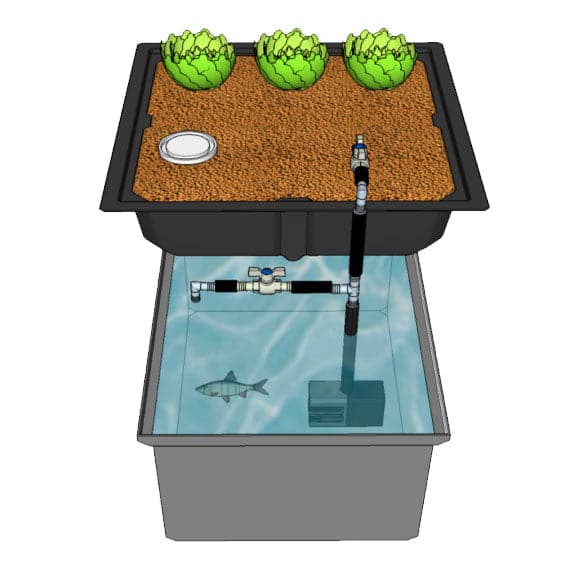 An aquaponics tank featuring a siphon-based grow bed drainage system, AquaParts S1 Aquaponics Plumbing Kit, and a harmonious combination of plants and fish thriving together. Brand Name: TAS
