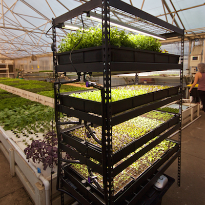 An Aquaponics For Life Growasis 4-Tier Nursery &amp; Microgreen System filled with a rack of plants in a greenhouse.