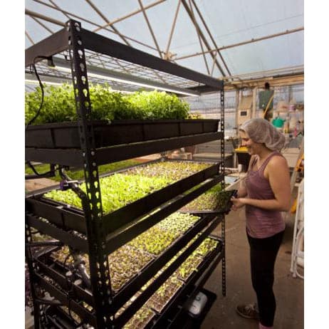 A woman is standing in a greenhouse, observing the Aquaponics For Life Growasis 4-Tier Nursery &amp; Microgreen System and microgreen plants.