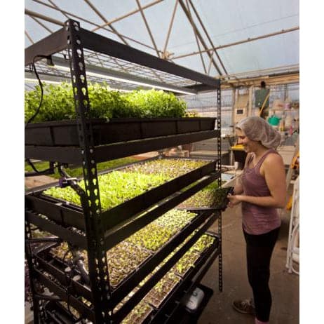 hydroponic plant nursery Growasis 4-Tier Nursery & Microgreen System