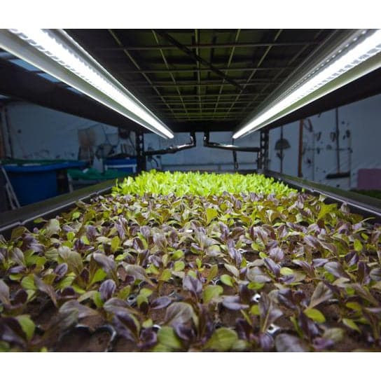 An Aquaponics For Life Growasis 4-Tier Nursery &amp; Microgreen System with lettuce growing in it.