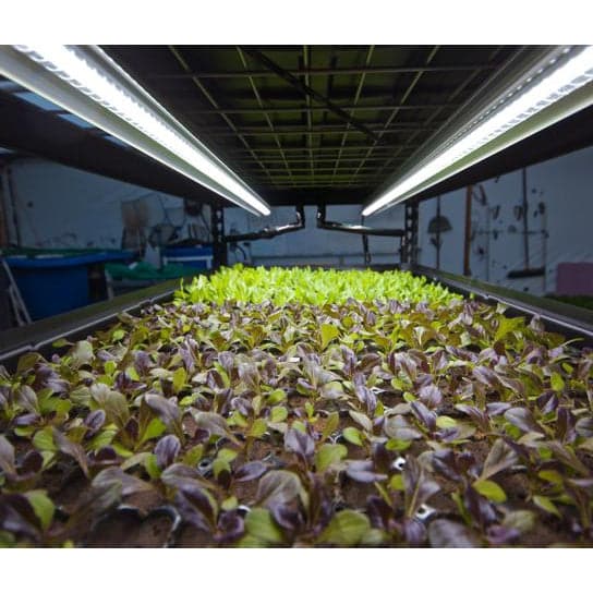 hydroponic system 4 plants Growasis 4-Tier Nursery & Microgreen System
