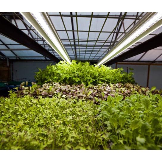An Aquaponics For Life&#39;s vertical hydroponic nursery, the Growasis 4-Tier Nursery &amp; Microgreen System, with lettuce growing in an automated hydroponic system.