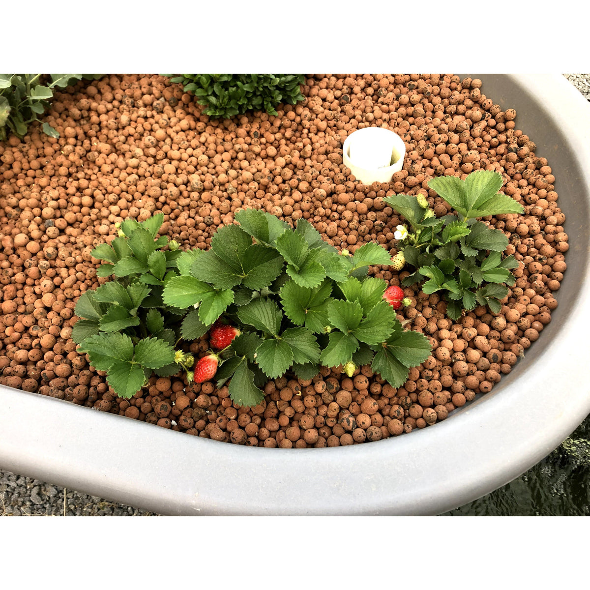 A garden utilizing the Go Green Aquaponics System, with strawberries planted in a bowl of gravel.