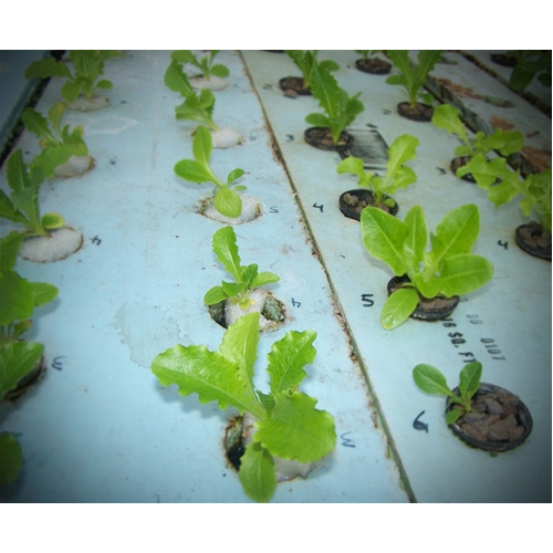 hydroponic plant holder GrowGrip Plant Holders 1inch