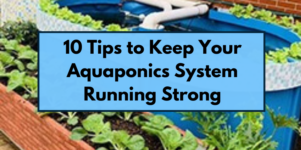 10 Tips to Keep Your Aquaponics System Running Strong