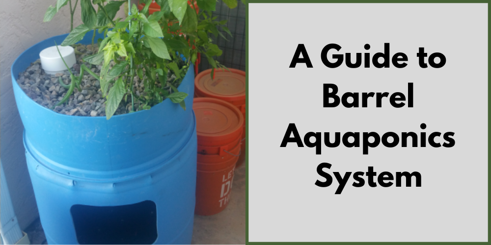 A Guide to Barrel Aquaponics System