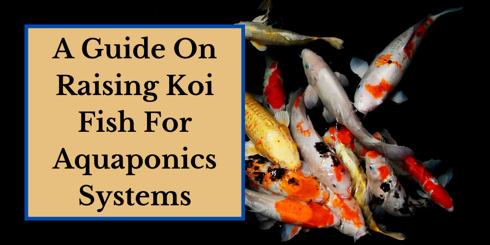 A Guide to Raising Koi for Aquaponics Systems