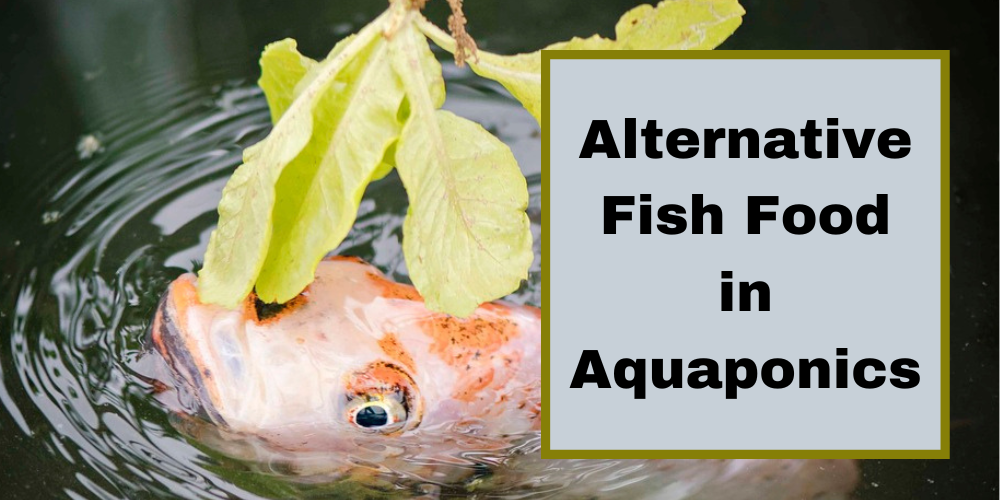 Alternative Fish Food In Aquaponics