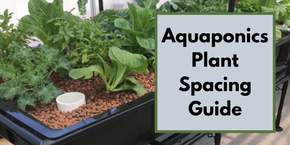 Aquaponics Plant Spacing Guide