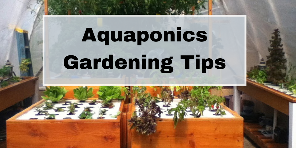 Aquaponics Gardening Tips