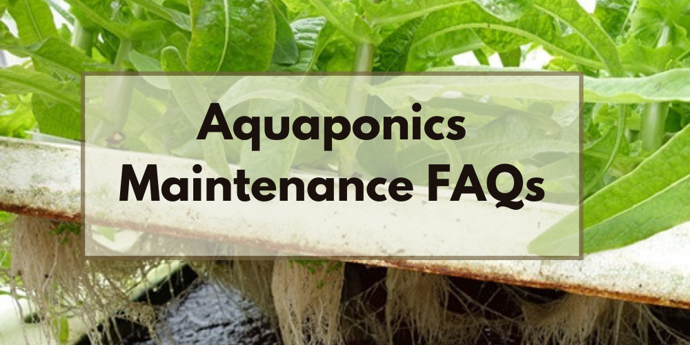 Aquaponics Maintenance FAQs