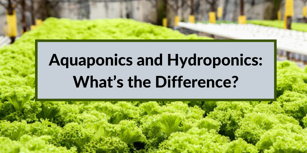 Aquaponics and Hydroponics: What’s the Difference?