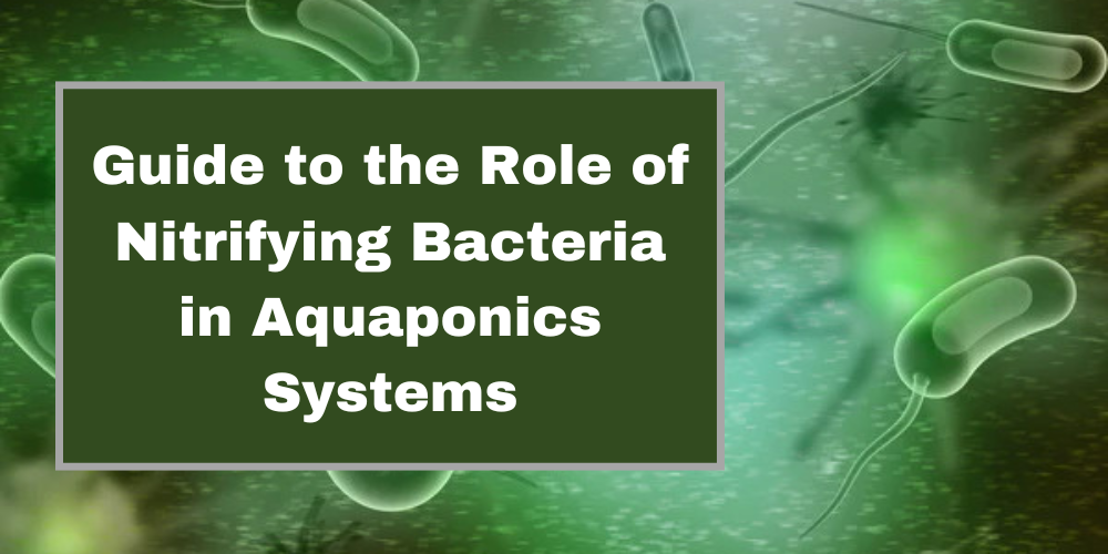 Guide to the Role of Nitrifying Bacteria in Aquaponics Systems