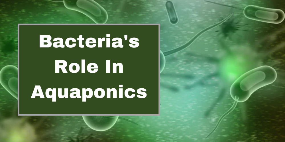 Close up Microscopic Bacteria