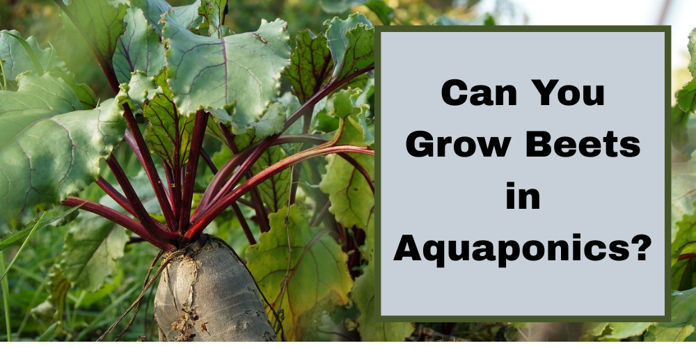 Can You Grow Beets in Aquaponics?