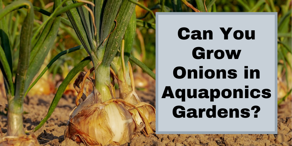 Can You Grow Onions in Aquaponics Gardens?