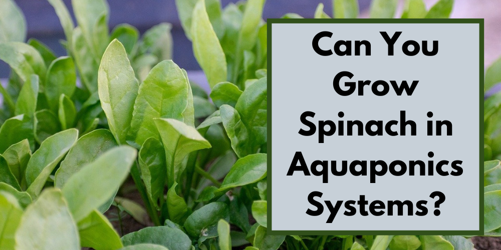Can You Grow Spinach in Aquaponics Systems?