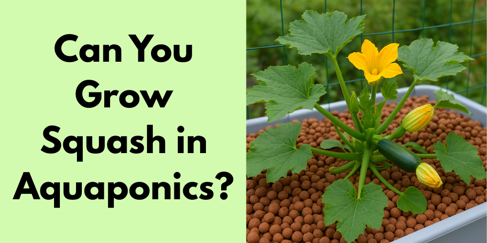 Can You Grow Squash in Aquaponics