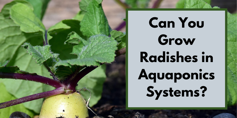 Can You Grow Radishes in Aquaponics Systems?