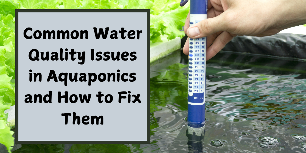 Common Water Quality Issues in Aquaponics and How to Fix Them