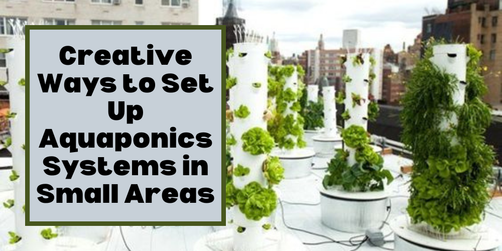 Creative Ways to Set Up Aquaponics Systems in Small Areas