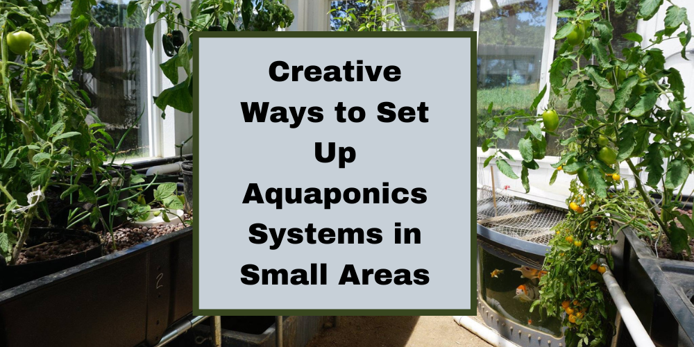 Creative Ways to Set Up Aquaponics Systems in Small Areas