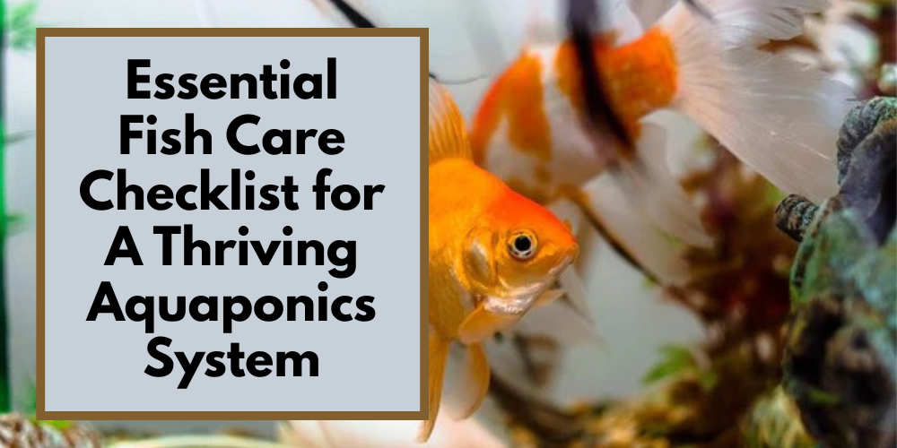 Essential Fish Care Checklist for A Thriving Aquaponics System