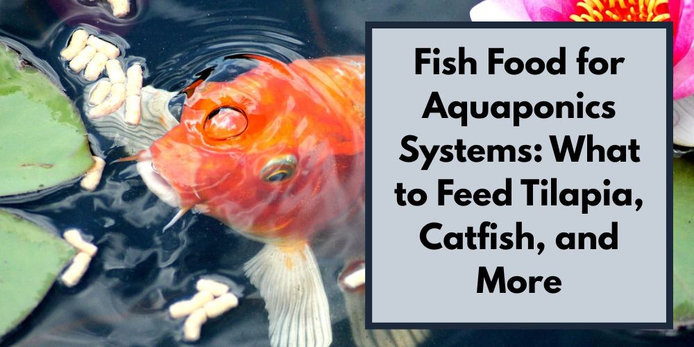 Fish Food for Aquaponics Systems: What to Feed Tilapia, Catfish, and More