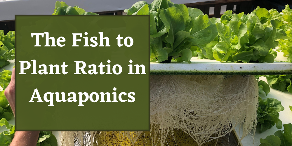 The Fish to Plant Ratio in Aquaponics