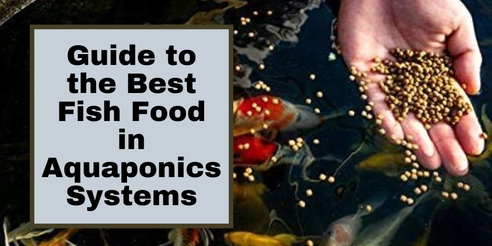 Guide To The Best Fish Food in Aquaponics Systems