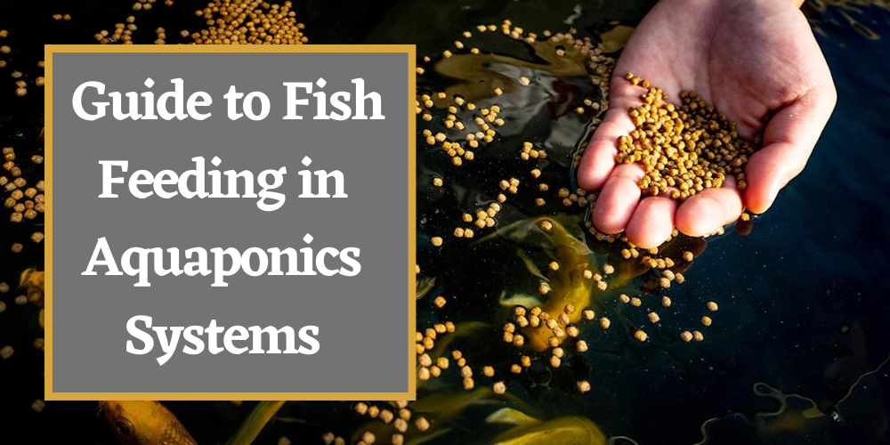 Guide to Fish Feeding in Aquaponics Systems