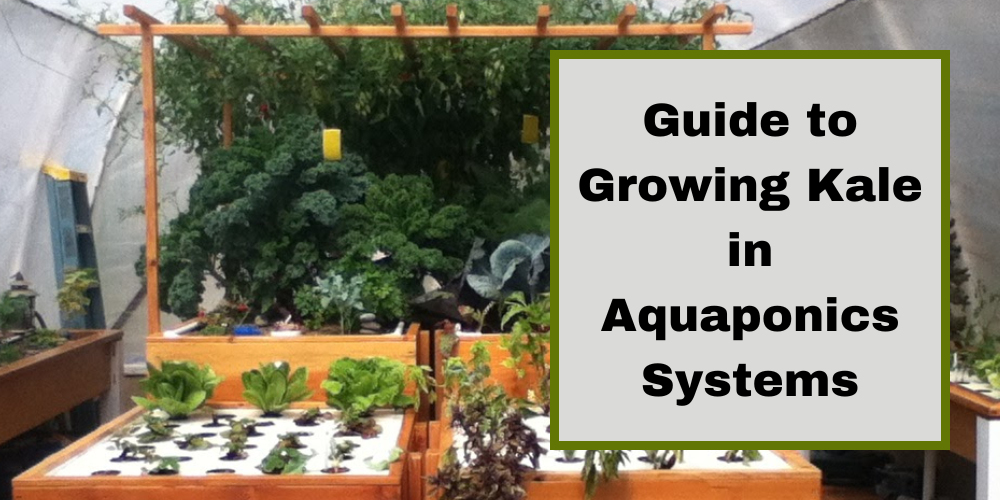 Guide to Growing Kale in Aquaponics Systems