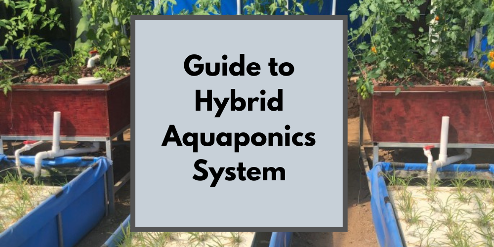 Guide to Hybrid Aquaponics System