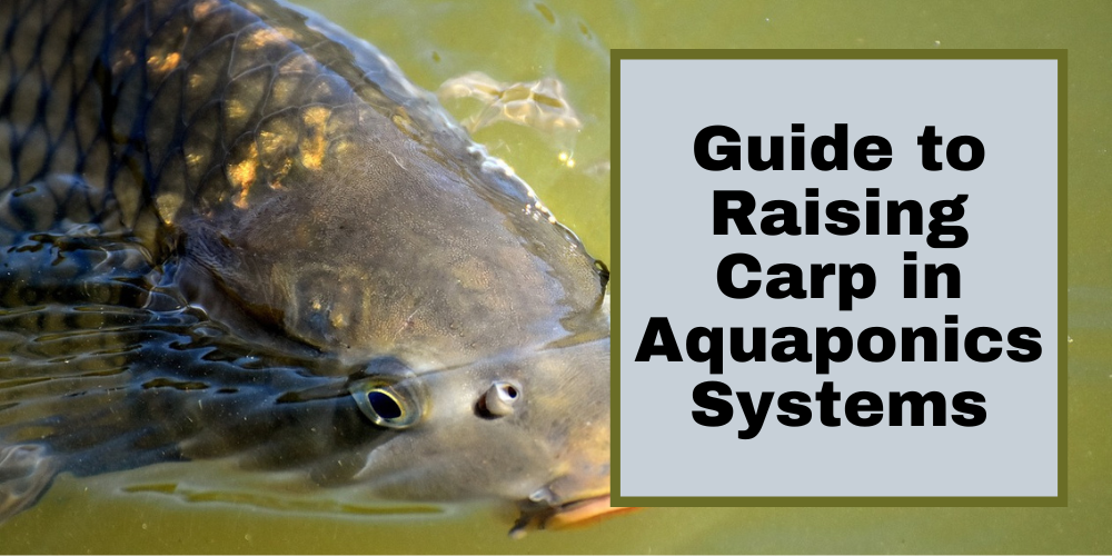 Guide to Raising Carp in Aquaponics Systems
