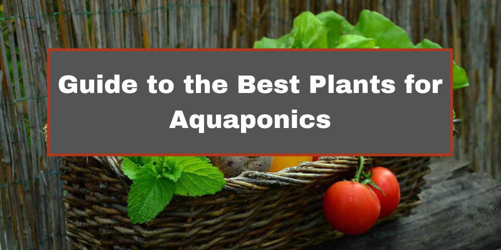 Guide to the Best Plants for Aquaponics