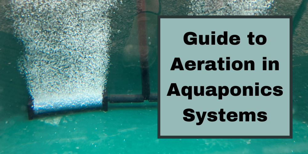 Guide to Aeration in Aquaponics Systems