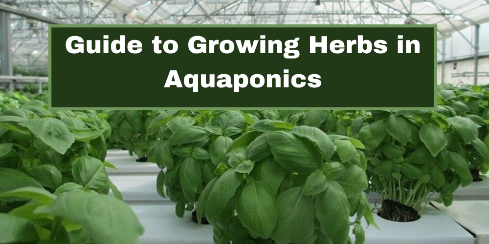 Guide to Growing Herbs in Aquaponics Go Green Aquaponics