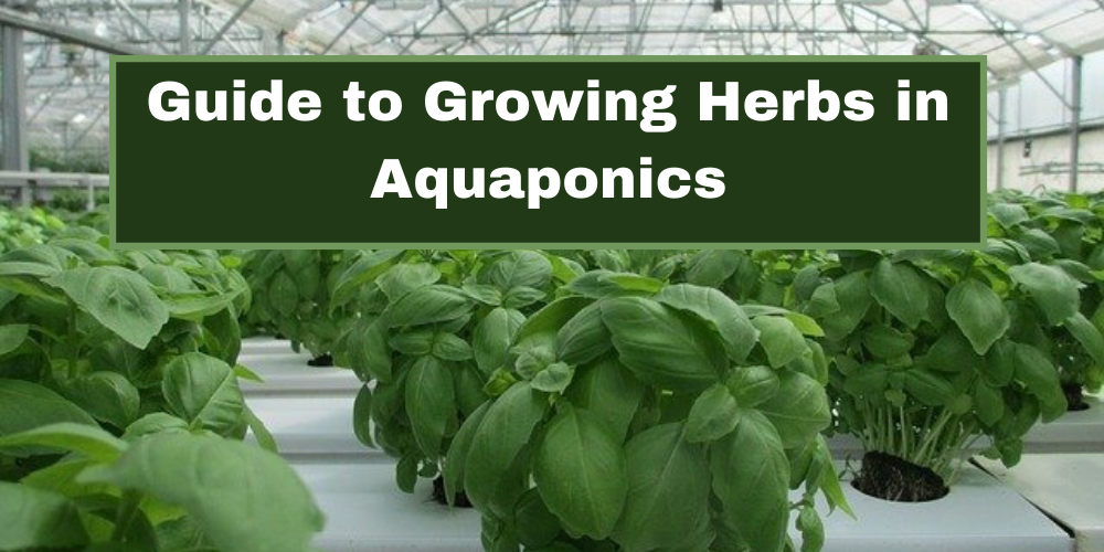 Guide to Growing Herbs in Aquaponics