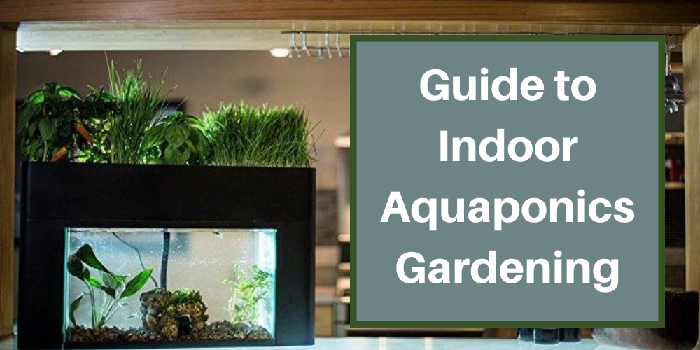 Guide to Indoor Aquaponics Gardening